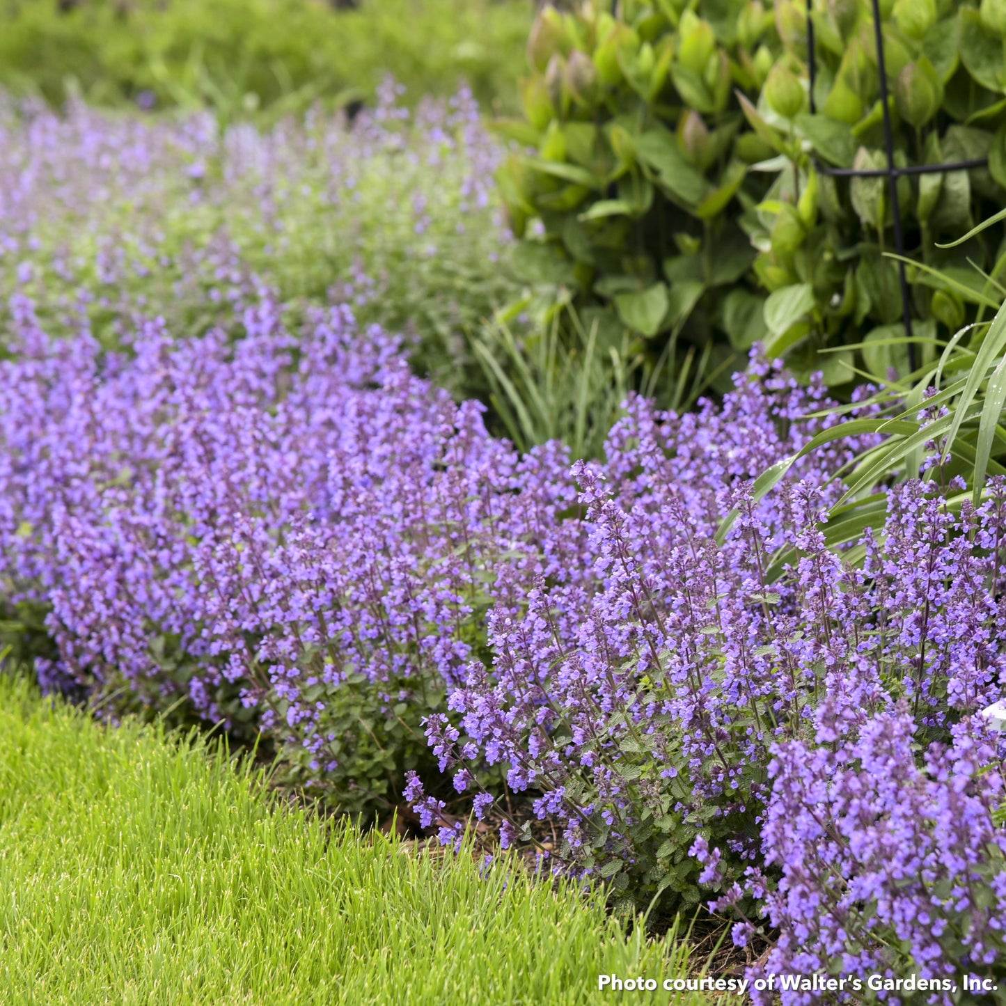 Nepeta x Cat's Pajamas 1G