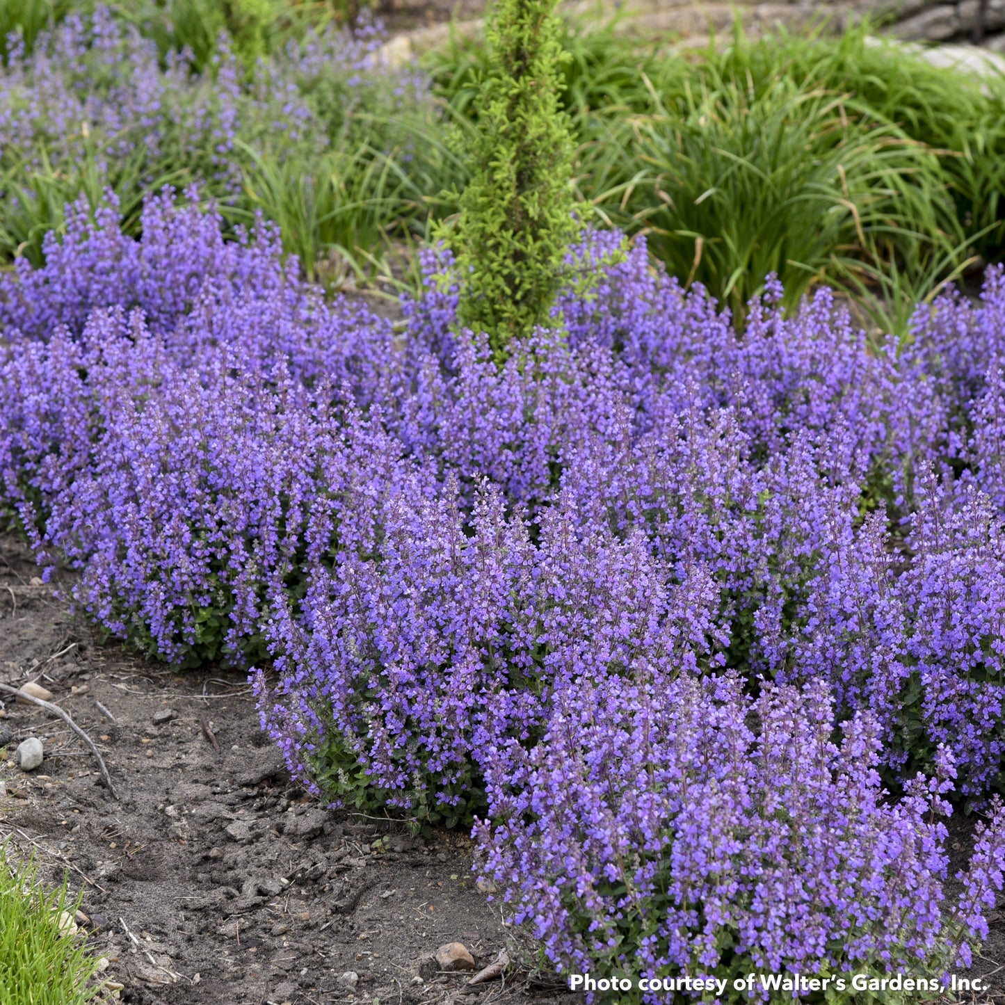 Nepeta x Cat's Pajamas 1G