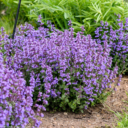 Nepeta x ‘Cat’s Pajamas’ (Catmint) 1G