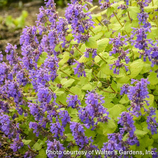 Nepeta x ‘Chartreuse on the Loose’ (Catmint) 1G