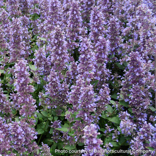Nepeta x Whispurr Blue 1G