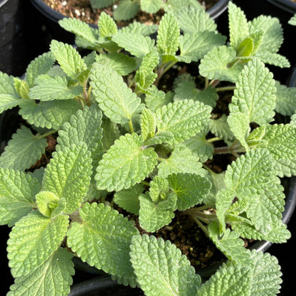 Nepeta x faassenii Whispurr™ Pink 1G (Catmint)