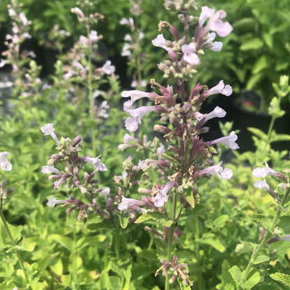 Nepeta x faassenii Whispurr™ Pink 1G (Catmint)