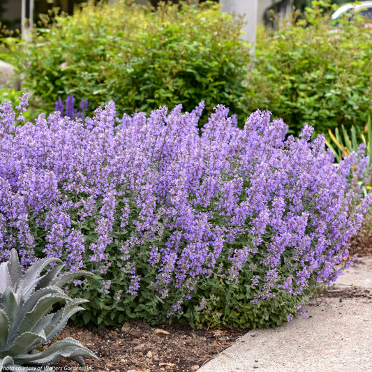 Nepeta x faassenii ‘Cat’s Meow’ (Catmint) 1G