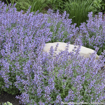 Nepeta x Cat's Meow 1G