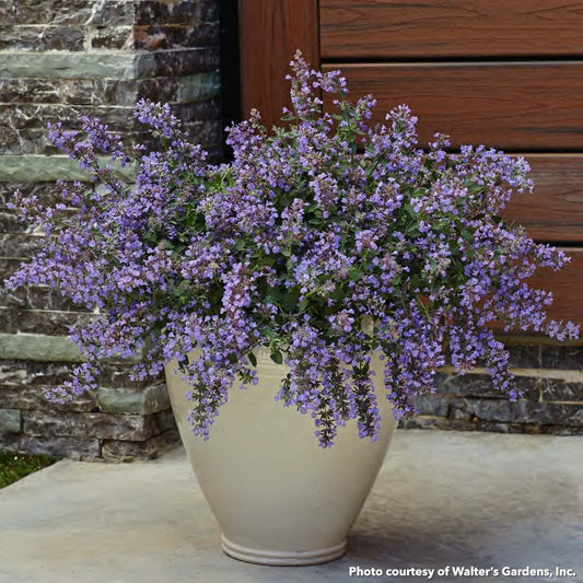 Nepeta x Cat's Meow 1G