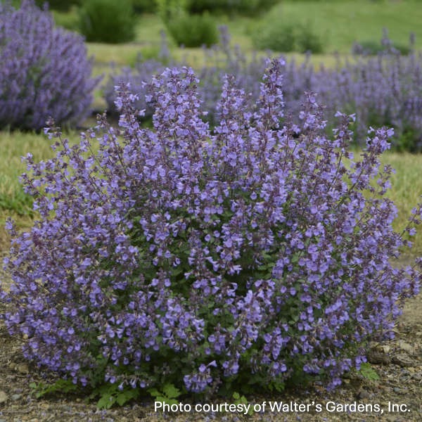 Nepeta x faassenii Kitten Around 1G