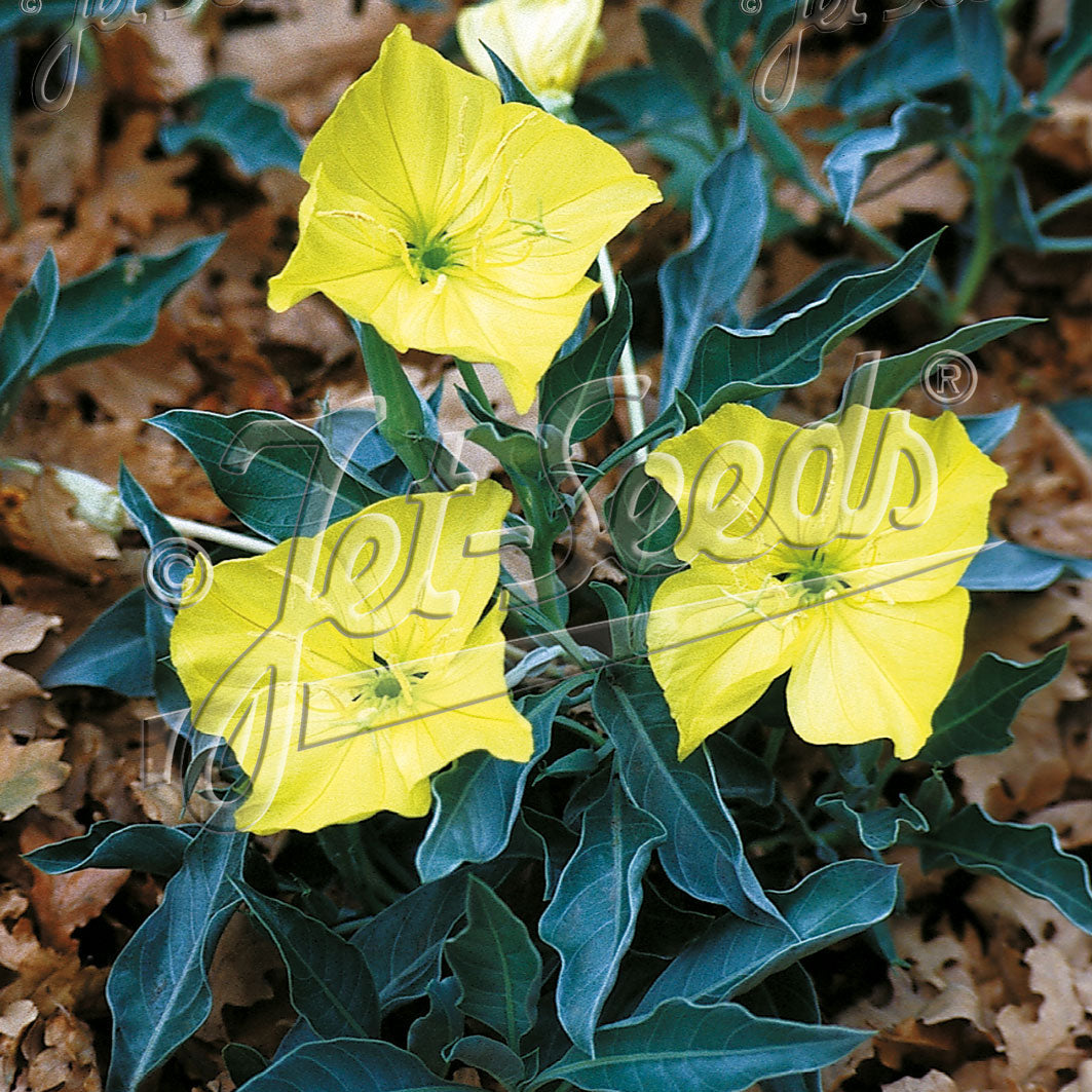 Oenothera Silver Blade 1Q