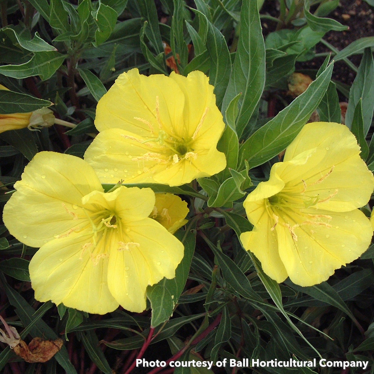 Oenothera missouriensis 1Q