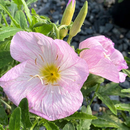 Oenothera berlandieri Siskiyou Pink 1G
