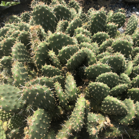 Opuntia x 'Red Gem' 1Q (Prickly Pear)