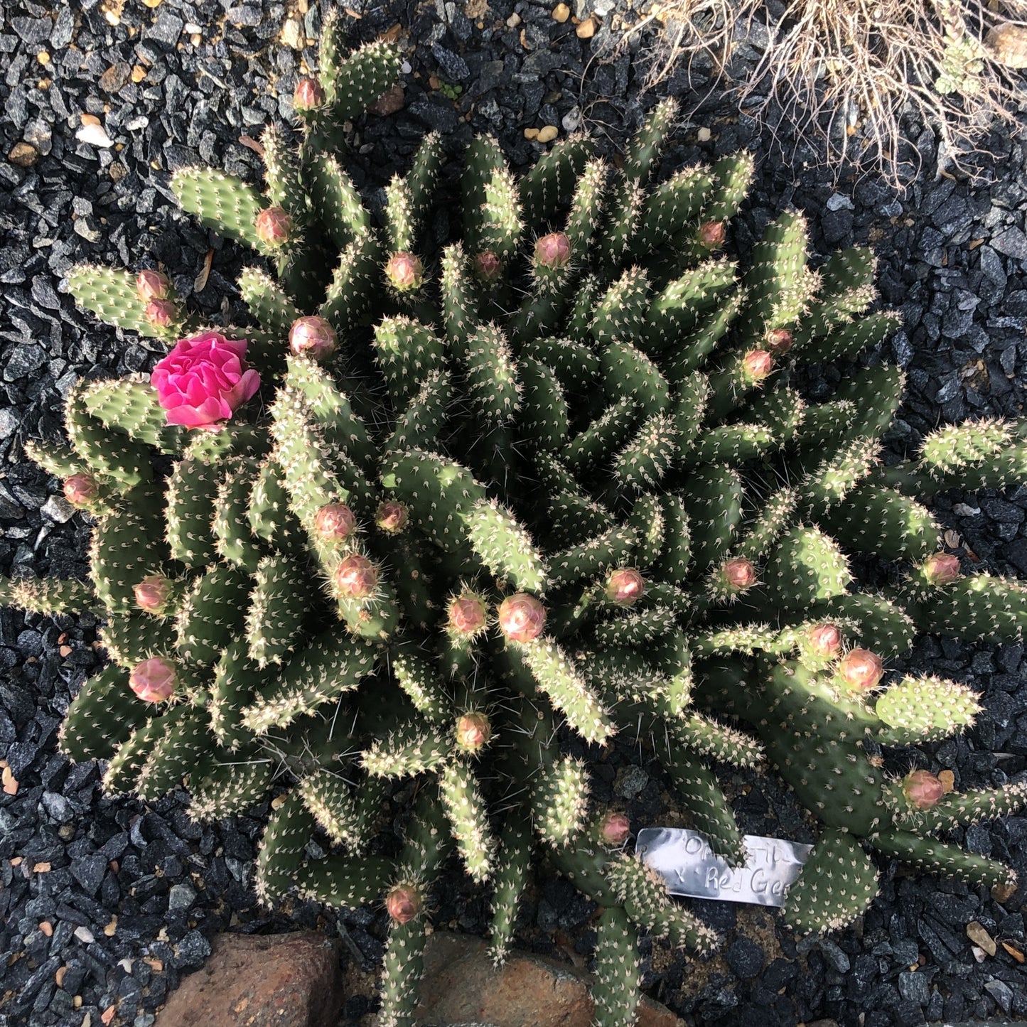 Opuntia x 'Red Gem' 1Q (Prickly Pear)