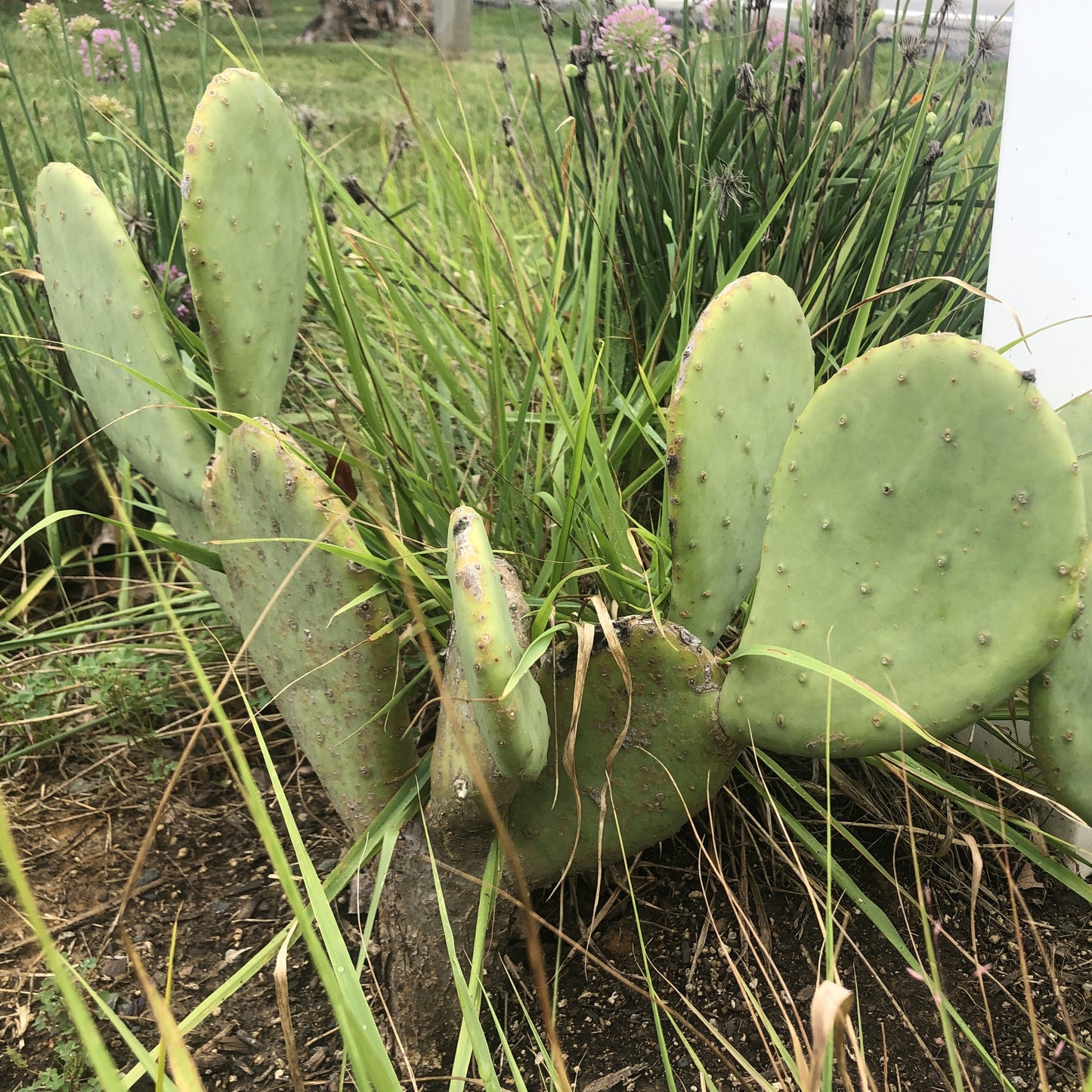 Opuntia cacanapa 'Ellisiana' 1Q (Spineless Prickly Pear)