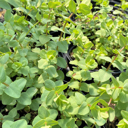 Origanum x Kent Beauty 3.25"