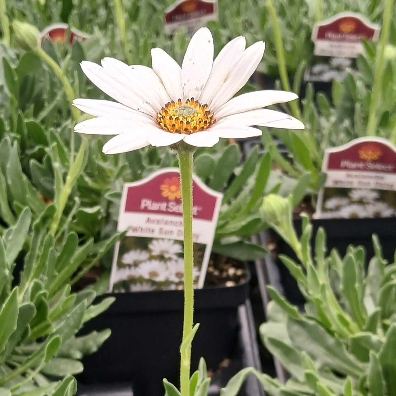 Osteospermum Avalanche 1Q