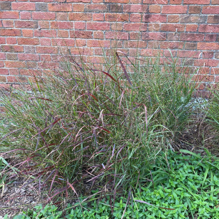 Panicum virgatum Shenandoah 1G
