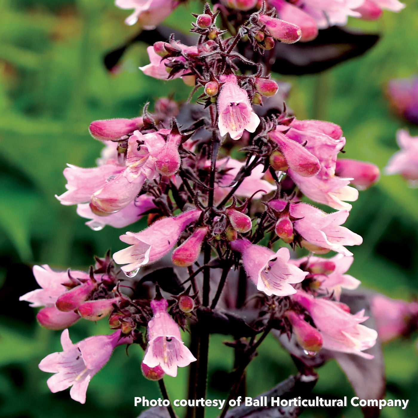 Penstemon x Dakota Burgundy 1G