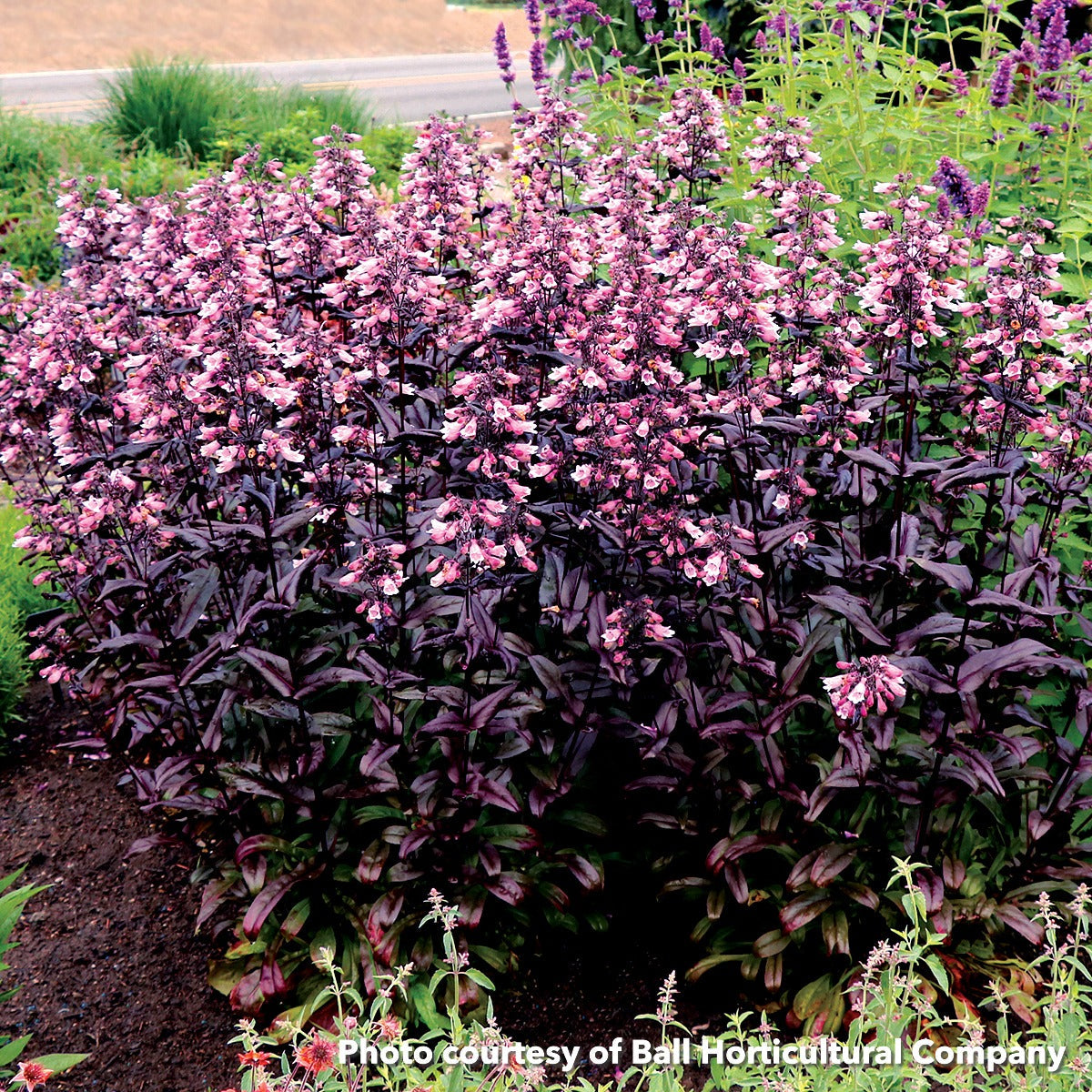 Penstemon x Dakota Burgundy 1G
