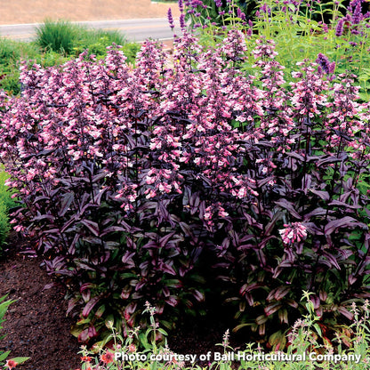 Penstemon x Dakota Burgundy 1Q