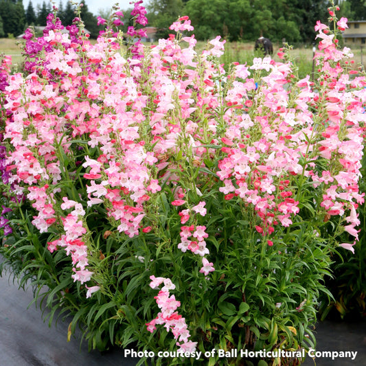 Penstemon Flock of Flamingos 1G