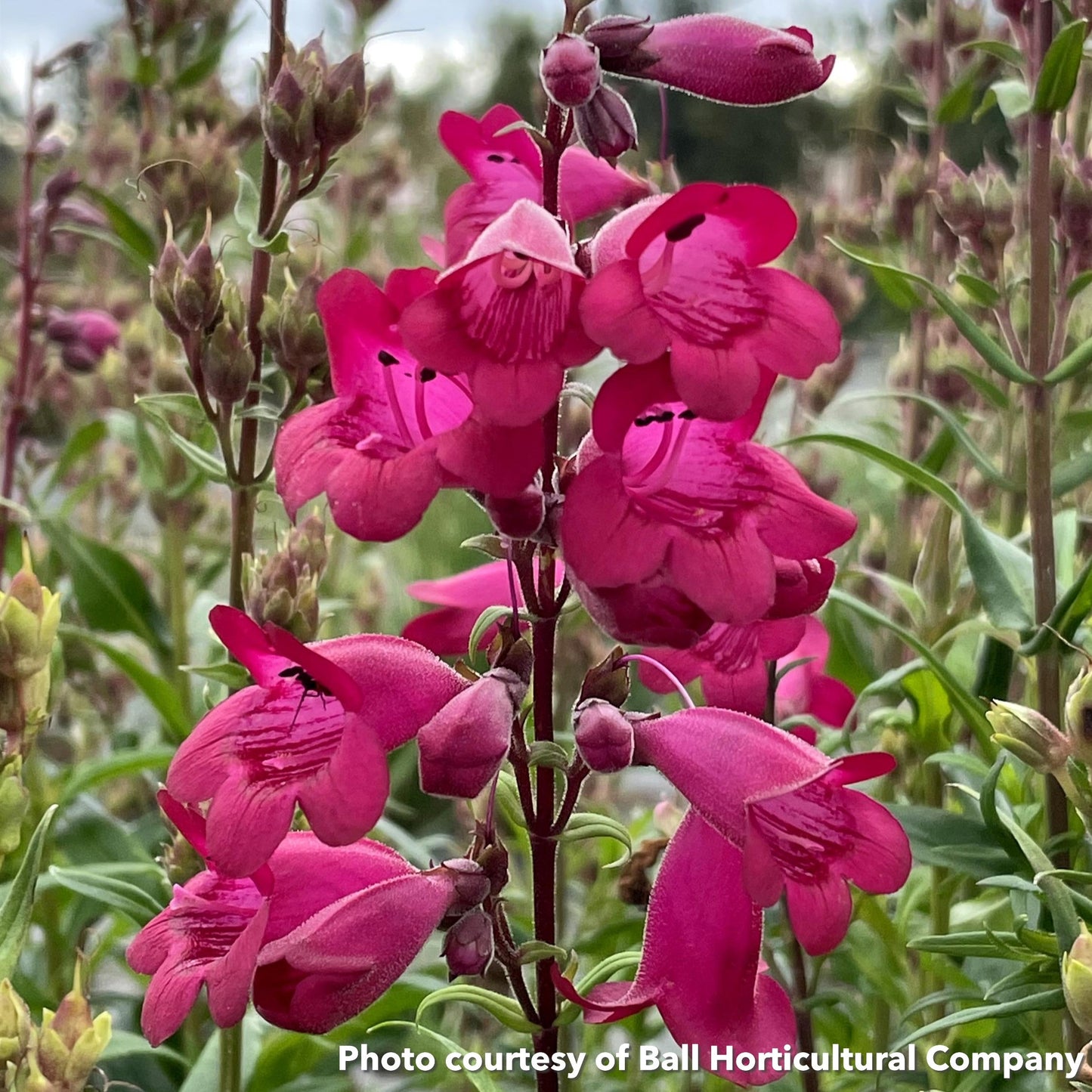 Penstemon Parade of Parrots 1G