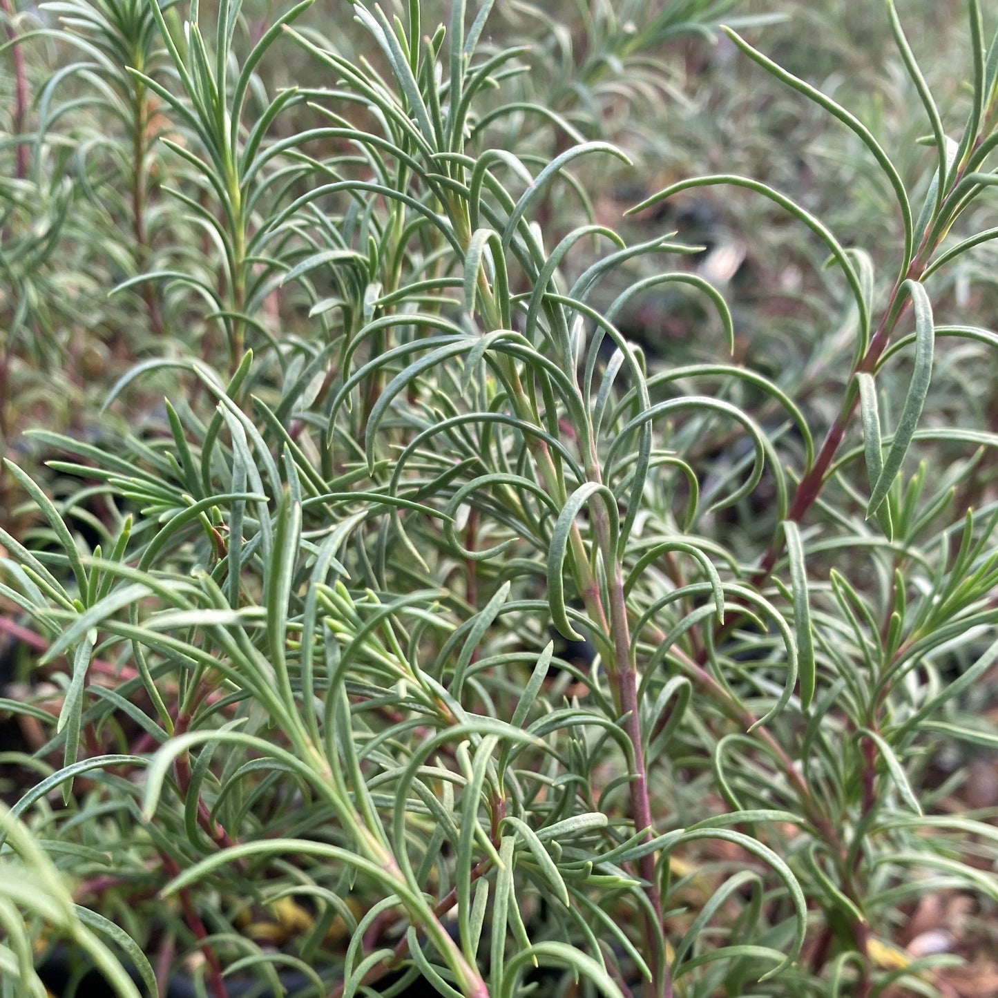 Penstemon pinifolius 3.25"