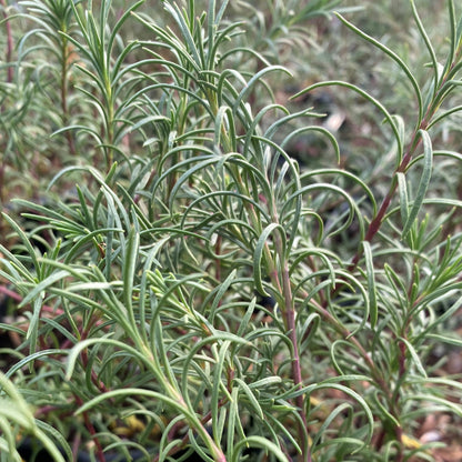 Penstemon pinifolius 3.25"