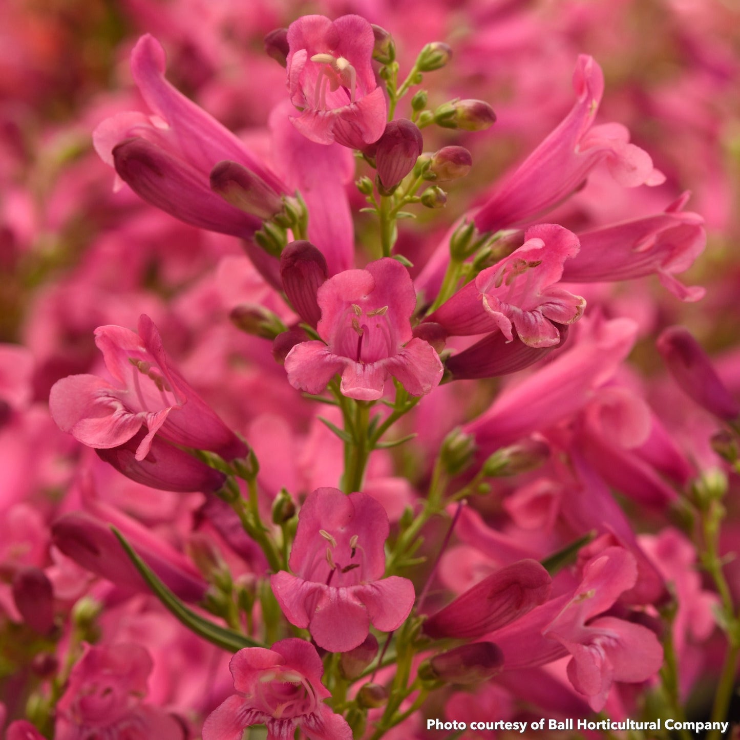 Penstemon Rock Candy Pink Improved 1G