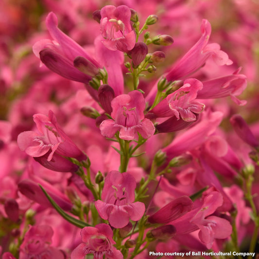 Penstemon Rock Candy Pink Improved 1G