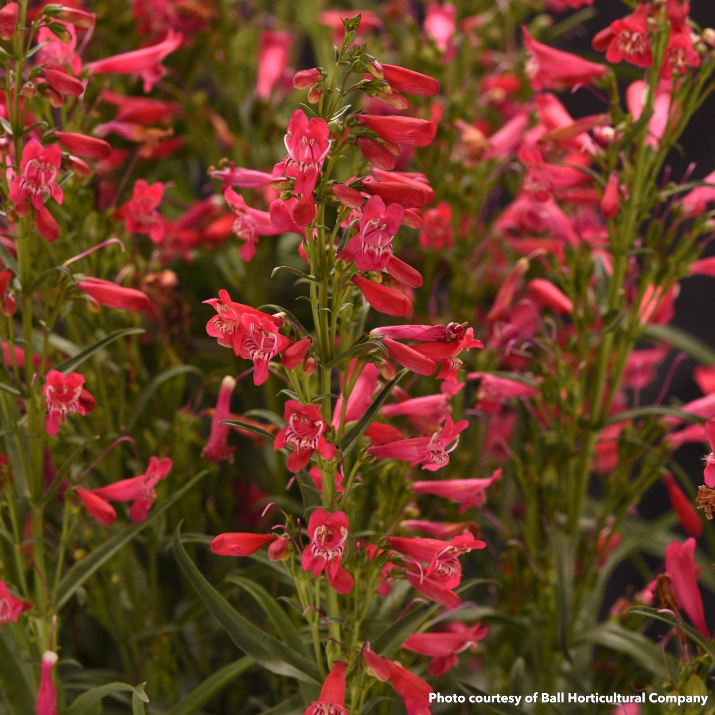 Penstemon Summit Sweet Ruby 1G