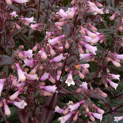 Penstemon x 'Dark Towers' 1G (Beardtongue)