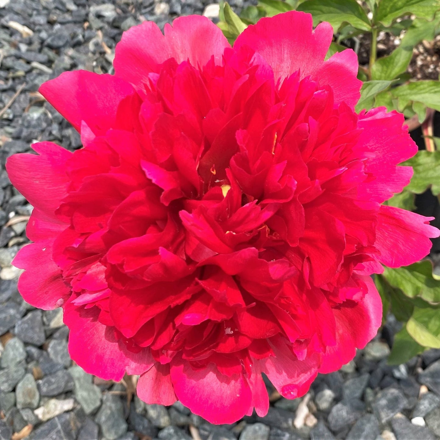 Paeonia Many Happy Returns 2G