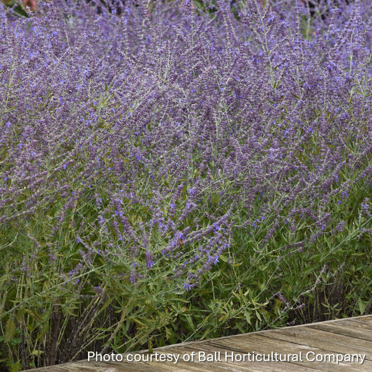 Perovskia atriplicifolia Crazyblue 1G