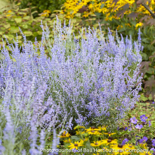 Perovskia atriplicifolia Lacey Blue 1Q