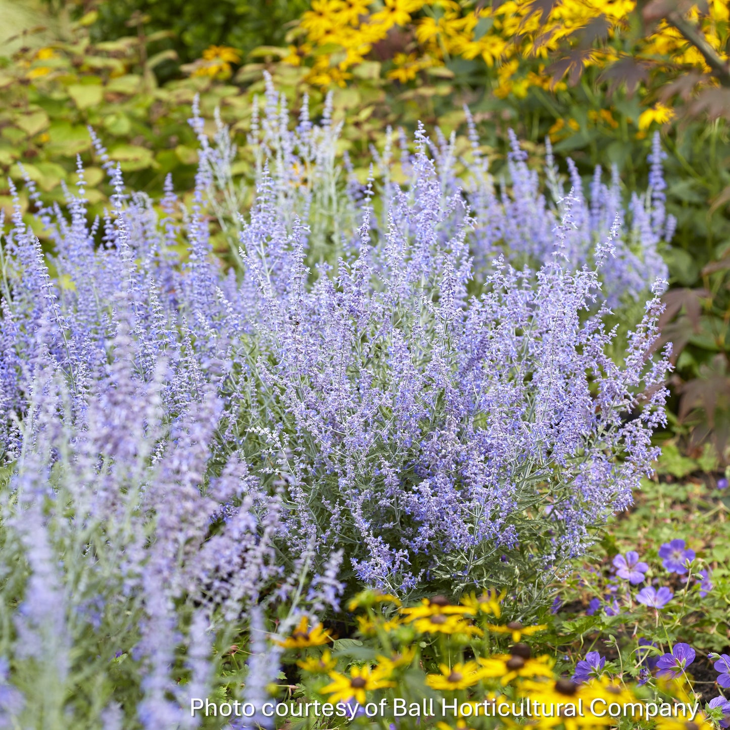Perovskia atriplicifolia Lacey Blue 1G