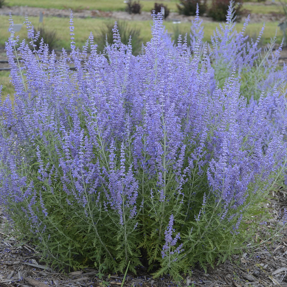 Perovskia atriplicifolia 'Blue Jean Baby' 1G (Russian Sage)