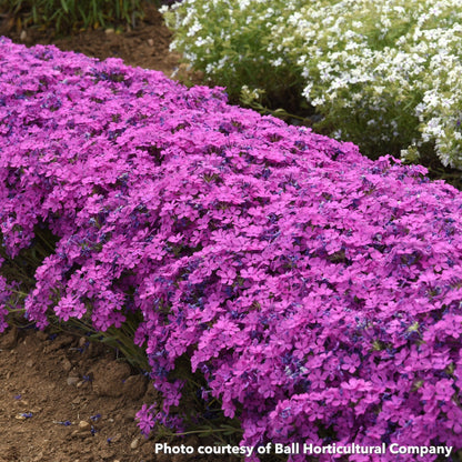 Phlox Candy Cloud Dark Pink 1G