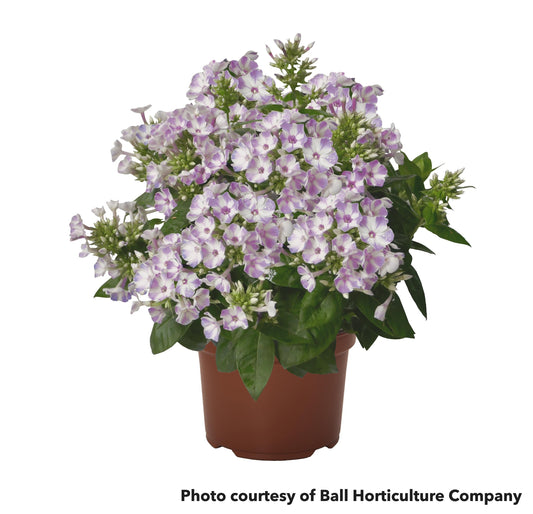 Phlox Flame Lilac Star 1Q