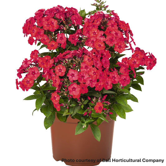 Phlox Flame Watermelon 1Q
