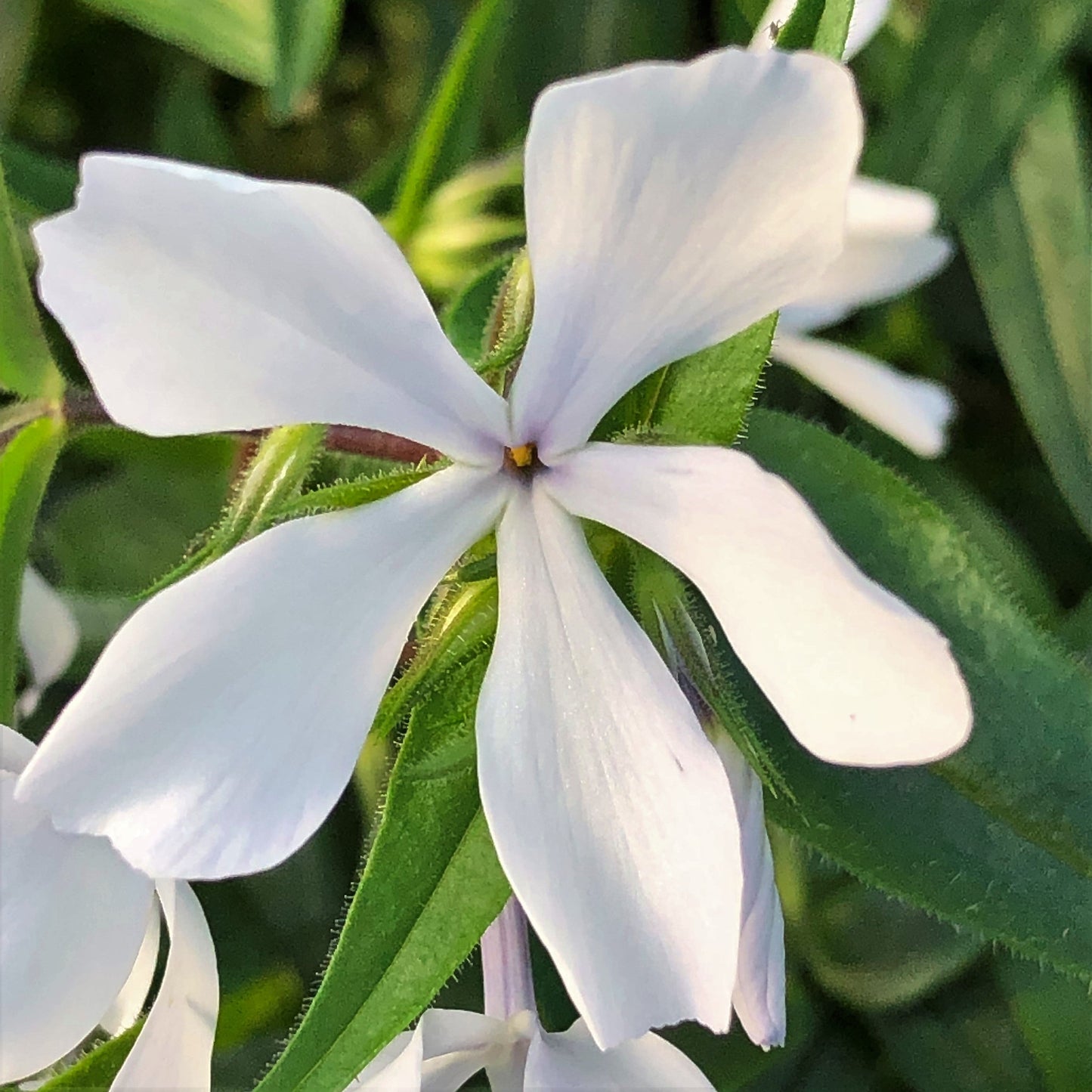 Phlox divaricata May Breeze 1Q