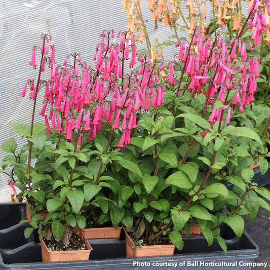 Phygelius Colorburst Rose 3.25"