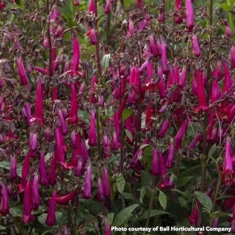 Phygelius Colorburst Rose 1G