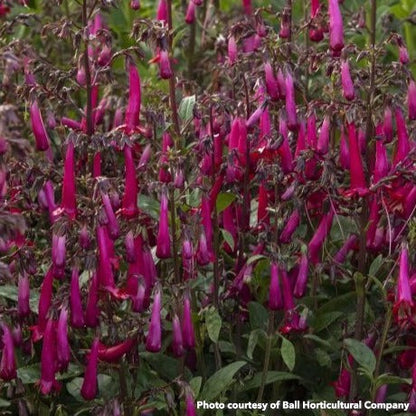 Phygelius Colorburst Rose 1G