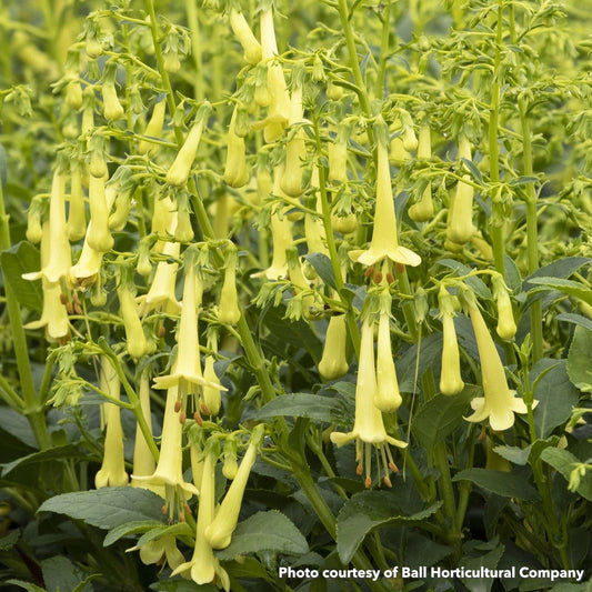 Phygelius Colorburst Yellow 1G