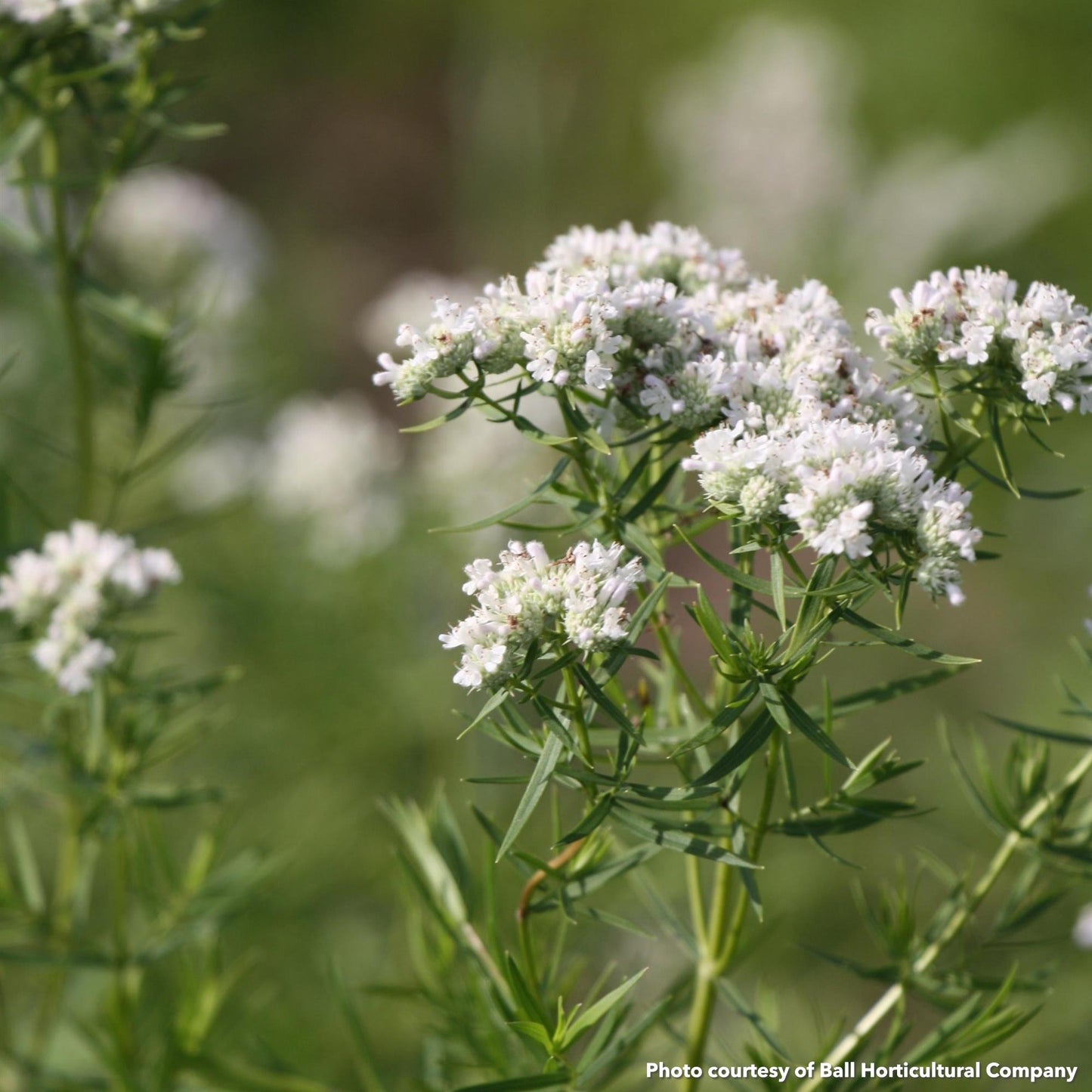 Pycnanthemum tenuifolium 1G