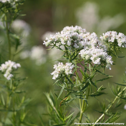 Pycnanthemum tenuifolium 1G