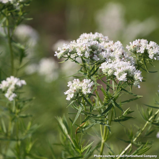 Pycnanthemum tenuifolium 1G
