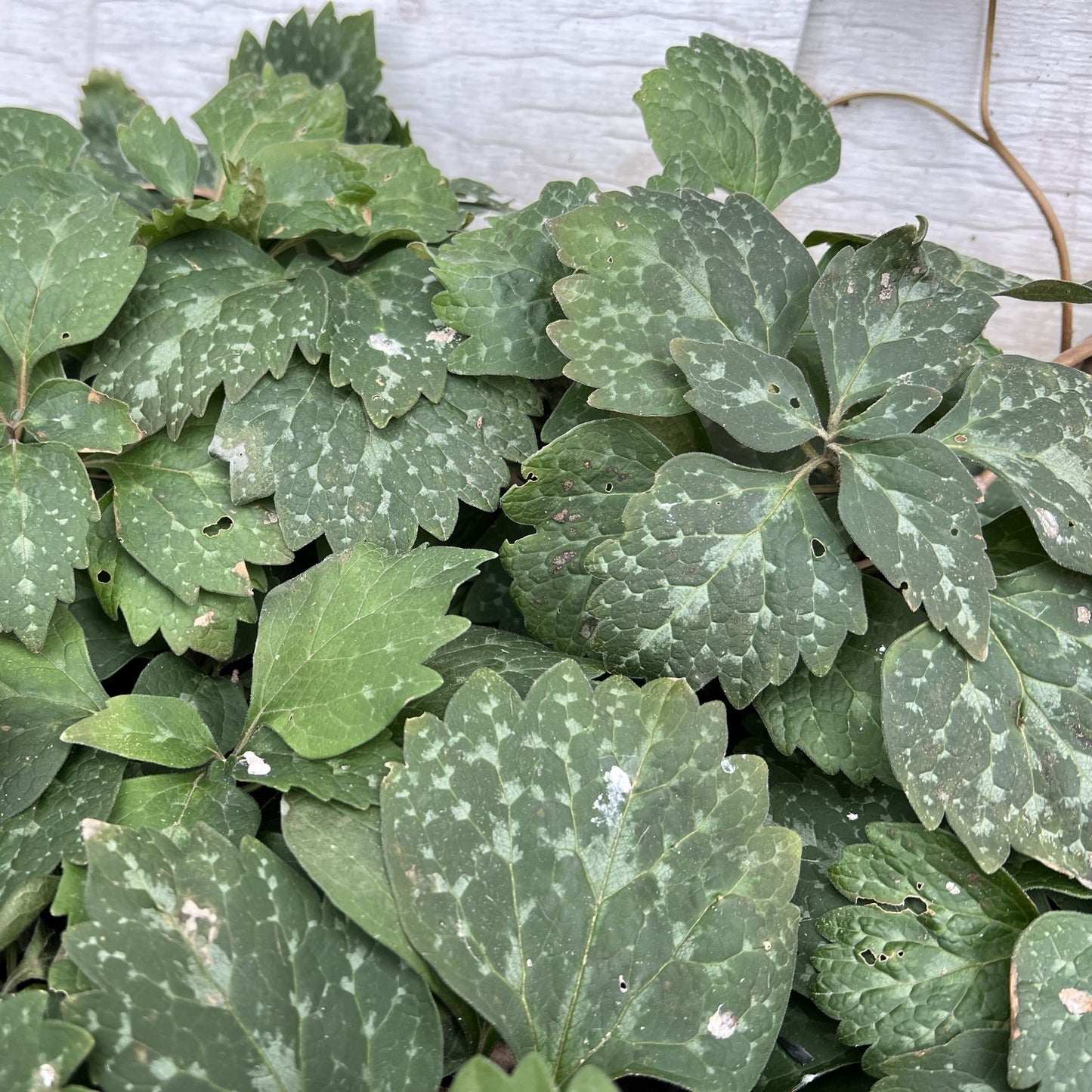 Pachysandra procumbens 1G (Allegheny Spurge)