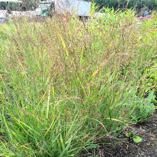 Panicum virgatum 1G