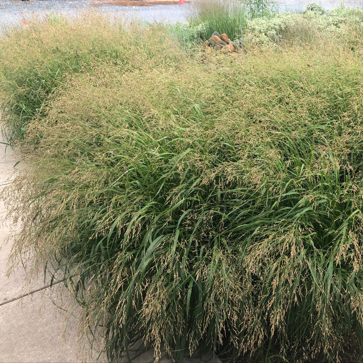 Panicum x Cape Breeze 1G